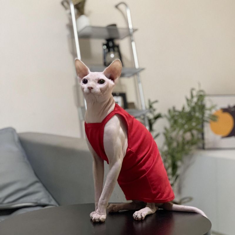 Hairless Summer Strap Thin Breathable Air-conditioned Room Multi-color Short-legged German Sphynx Cat Clothes Niliu_voghion.com