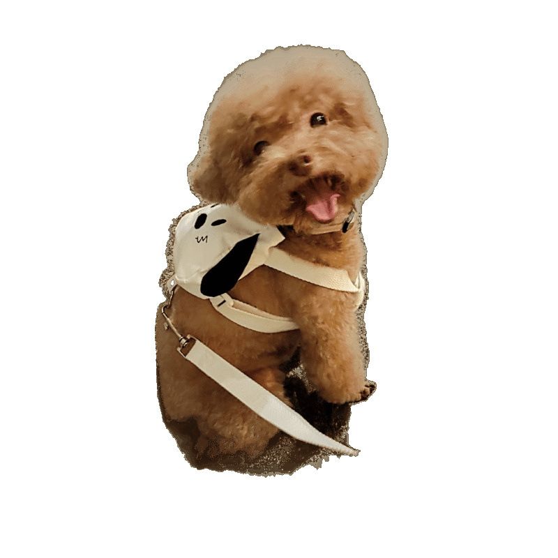 Zaino per animali domestici, piccolo zaino per cani, bichon, pomerania, orsacchiotto, cucciolo, simpatico cartone animato estivo_voghion.com