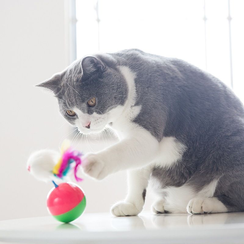 Federbecher für erwachsene Katzen und Kätzchen, Teaser-Zauberstab für die Heimunterhaltung, Begleitball-Haustier-Katzenspielzeug_voghion.com