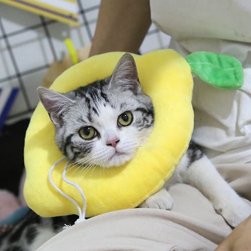 Pet Elizabeth Soft Sponge Anti-Leccamento Anti-Morsi Protezione per la Toelettatura del Cane Collare per Gatti_voghion.com