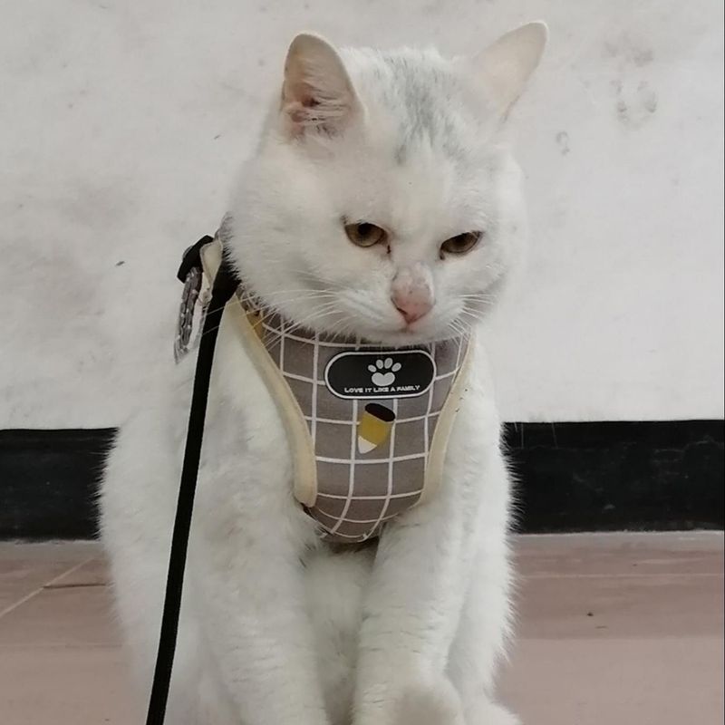 Katzengeschirr Weste Gehleine Leine Für Welpen Hundehalsband Polyester Verstellbares Hundegeschirr Aus Mesh Für Kleine Mittelgroße Haustierzubehör_voghion.com