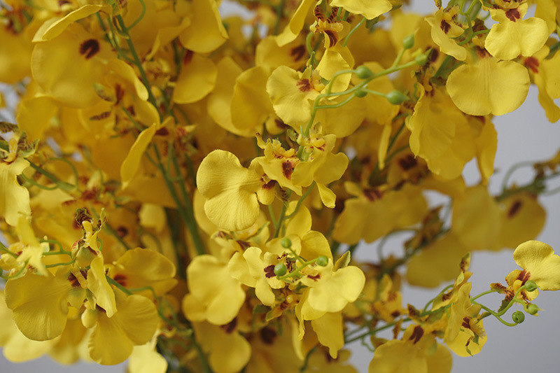 Phalaenopsis soggiorno da terra arte floreale oncidium composizione floreale decorazione domestica_voghion.com