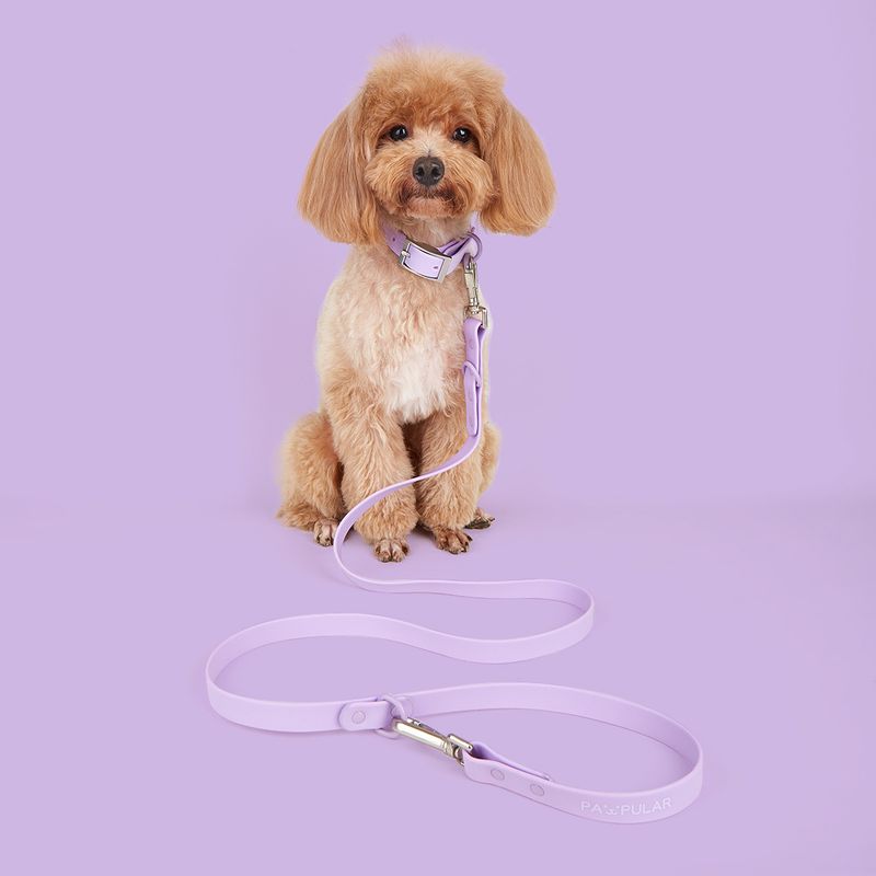 Vanntett PVC-kjæledyrsett for små, mellomstore og store hunder med båndhalsbånd_voghion.com