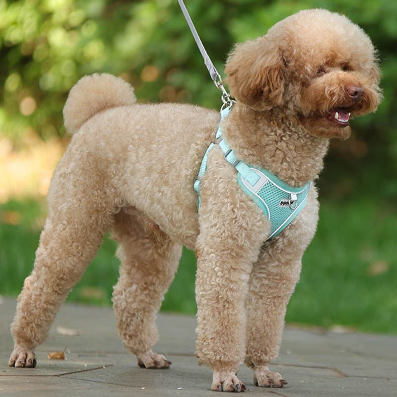 Dog Harness, Vest Small And Medium Dogs, Puppy Leash Set, Chest Strap For Chihuahua, Bulldog, Walking Leashes, Pet By PawParty Store_voghion.com