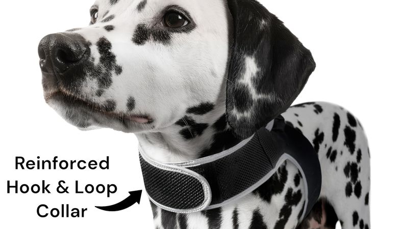 Efficient Realtime Portable Small Rechargeable GSM GPS Tracker for Dog Size:L_voghion.com