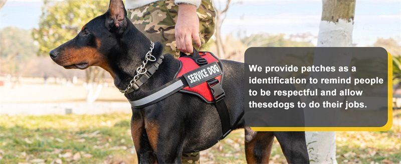 Guinzaglio per cani in pelle PU riflettente con imbracatura anti-groviglio e design retrattile per cani_voghion.com