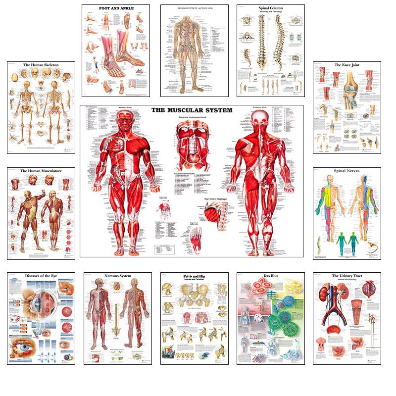 English Anatomy Human Organs Canvas Print Classroom Hospital Core Poster_voghion.com