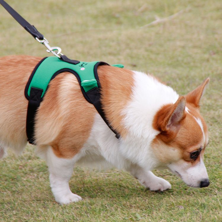 Es Frosch Kleine Niedliche Haustier Geschirr Stil Hund Walking Leine Für Teddy Corgi_voghion.com