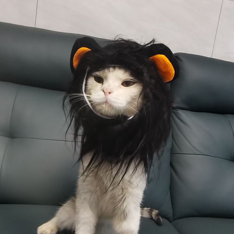 Copricapo Parrucca Cappello Animale Domestico Cane Cucciolo Gatto Costume Copricapo Leone_voghion.com