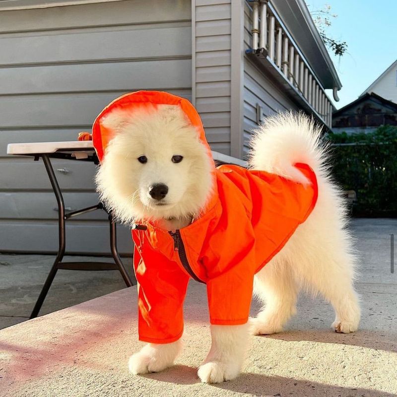 Windproof Pet Dog Water-Resistant Raincoat For Large Dogs Niche Rain Jacket Coat Windbreaker Outerwear_voghion.com