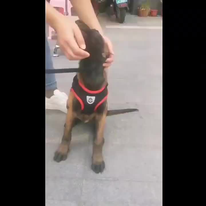 Reflective Dog Leash, Vest Small Medium Dogs, Puppies, And Cats, Suitable For Walks By PawParty Store_voghion.com