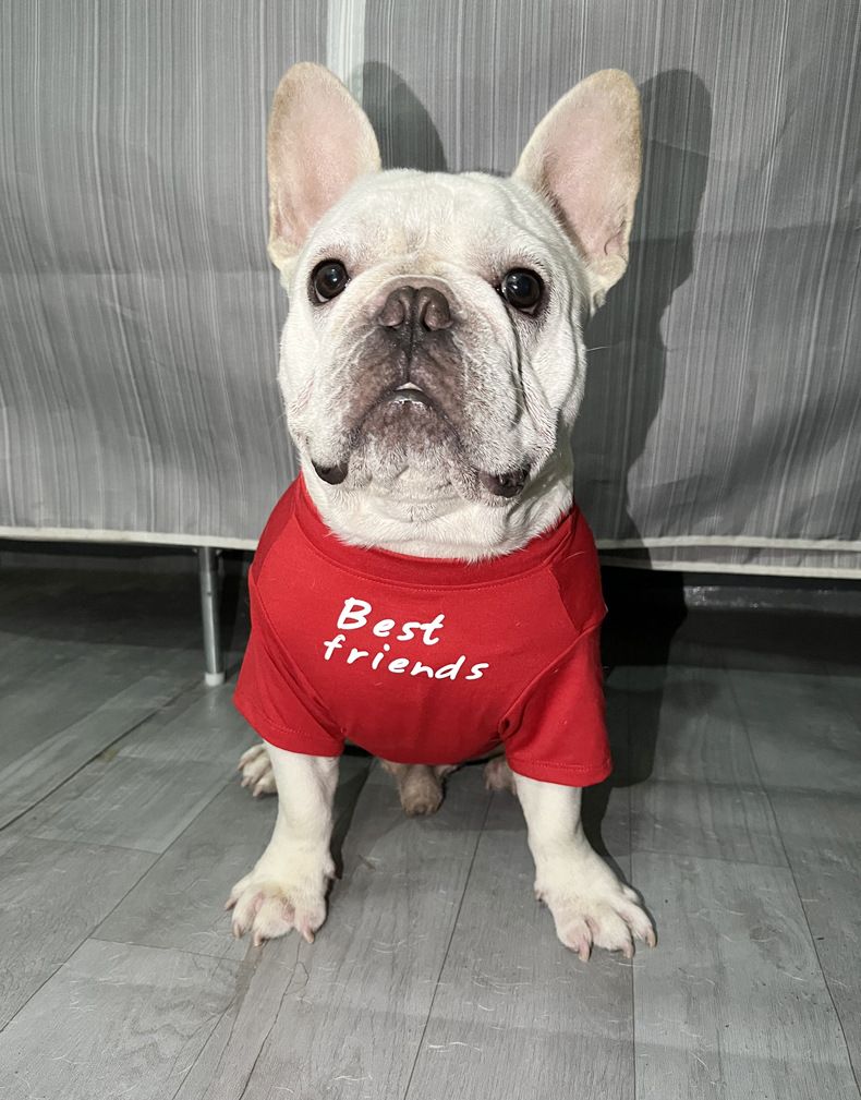 Maglietta girocollo per cani, carlino francese grasso, shar-pei inglese, bulldog inglese_voghion.com