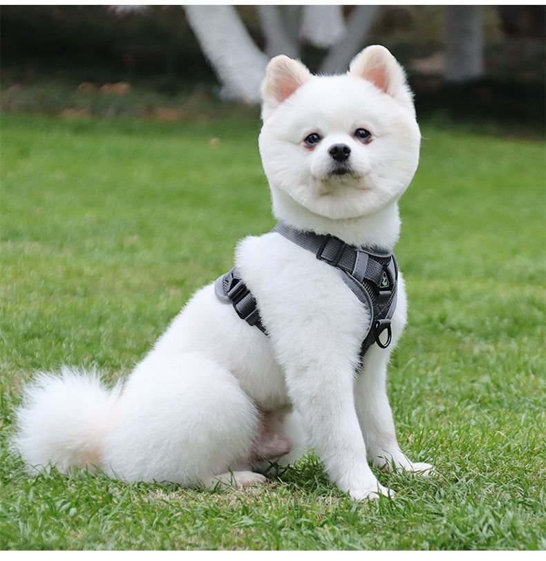 Pet Products Dog Traction Rope Vest Pet Cat Chest Harness Reflective Breathable Cat Walking Rope Puppy Rope_voghion.com