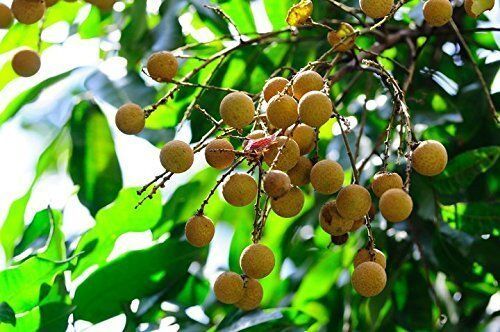 2 Pound (908 Grams) Dried Longan Fruit Pulp Grade A From Guangdong China_voghion.com