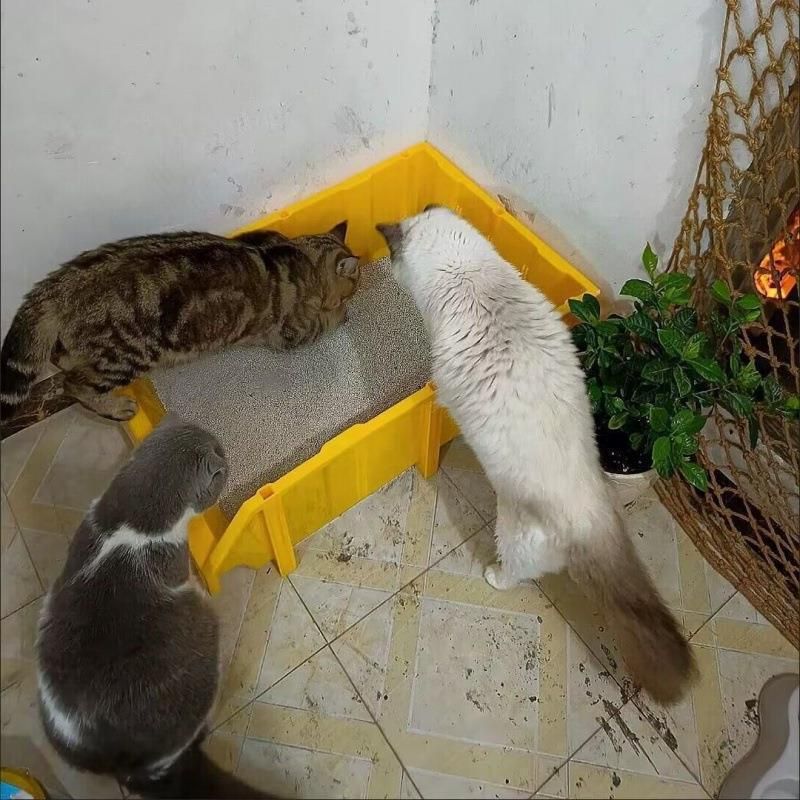 Bac à litière extra-large pour chat Maine Coon, grand récipient, entièrement ouvert, géant, par défaut_voghion.com