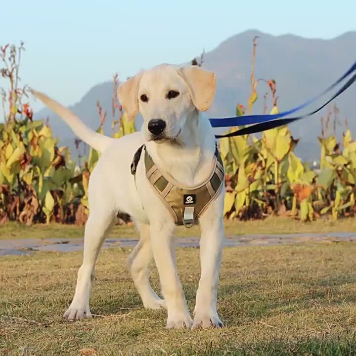 1680D Reflektierendes Geschirr, wasserdichtes Oxford-Geschirr für große Hunde, Tierhandlung, taktische Weste, Leinen, mittelgroßer Hund von PawParty Store_voghion.com