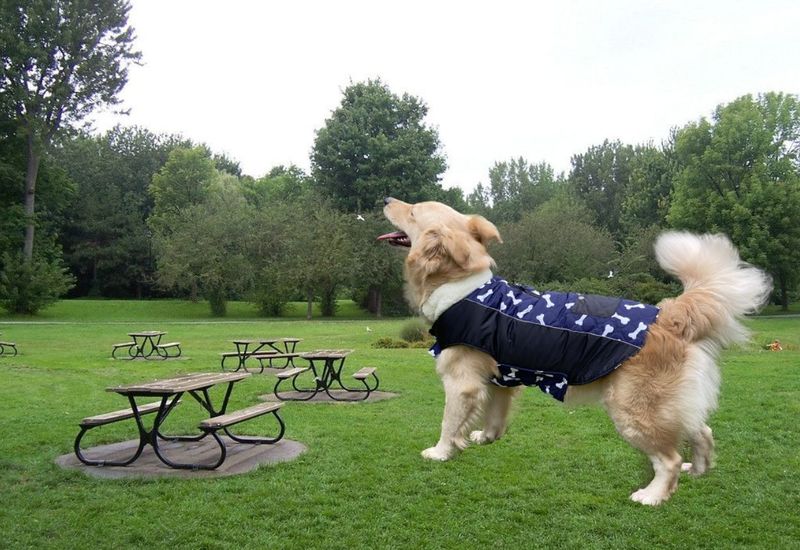 Pocket new pet clothes autumn and winter dog clothes vest cotton coat double sided wearable dog clothes coat clothing_voghion.com