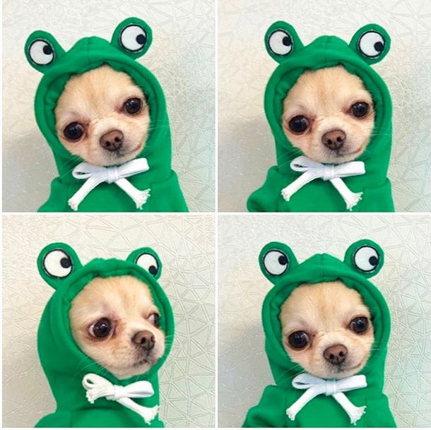 Trasformazione della frutta cane gatto cane di piccola e media taglia autunno e inverno gilet pile abbigliamento forniture pet Teddy metodo secchio produttori_voghion.com