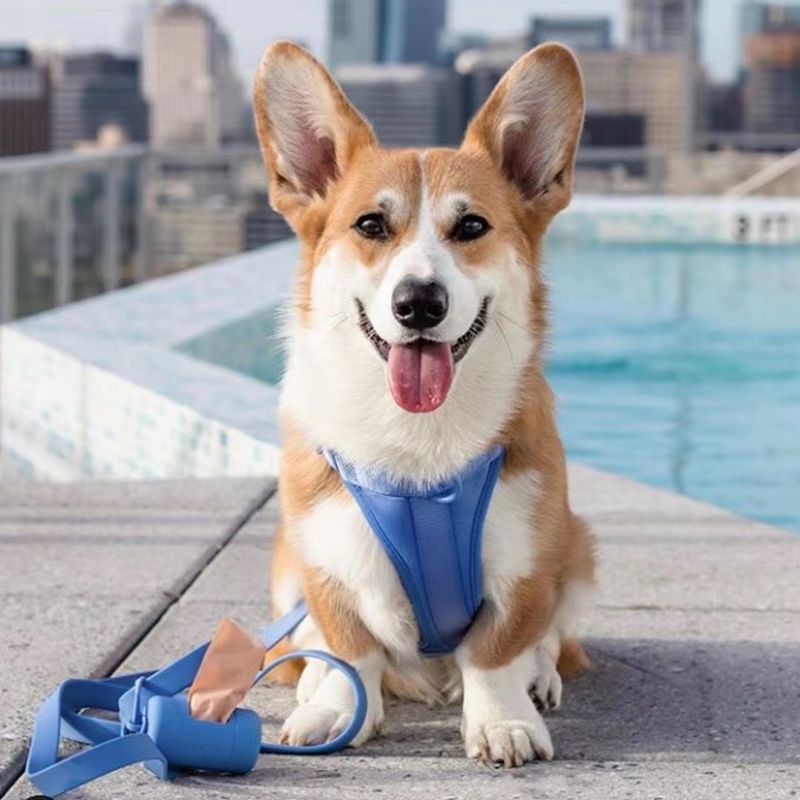 Seleziona rigorosamente collari in PVC, gilet grandi, medi e piccoli, imbracature per animali domestici, corde per cani, corde per traino gatti_voghion.com