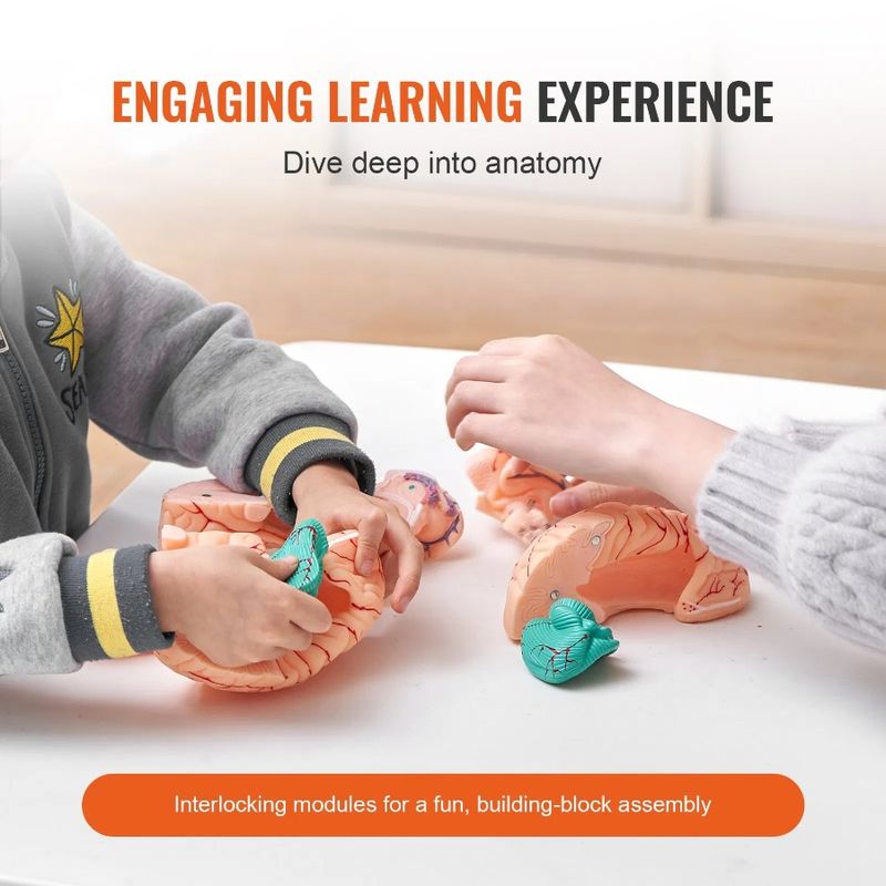 Model Model Human Brain Mode Labels Detachable Brain And Display Anatomy 9-Part With Human Base Anatomical Brain Life-Size 1:1_voghion.com