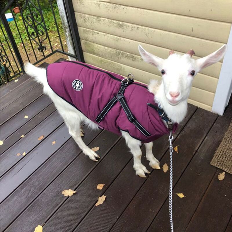CDDMPET Winter Cotton Dog Jacket S-2XL By PawParty Store_voghion.com