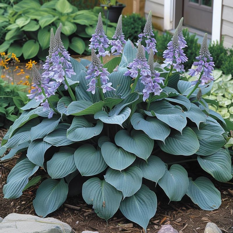 100 gemischte Samen von Hosta Jardin Perennials, weiße Spitze, DIY, Hausgarten, Bodendecker, Gartenpflanze, Hosta Jardin Perennials, Lilienpflanzensamen zum Anpflanzen_voghion.com