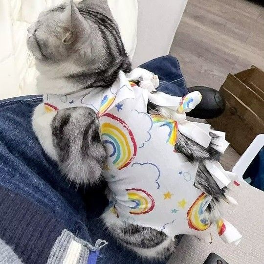 Combinaison d'allaitement respirante en coton pour animaux de compagnie, accessoire de stérilisation pour chat_voghion.com