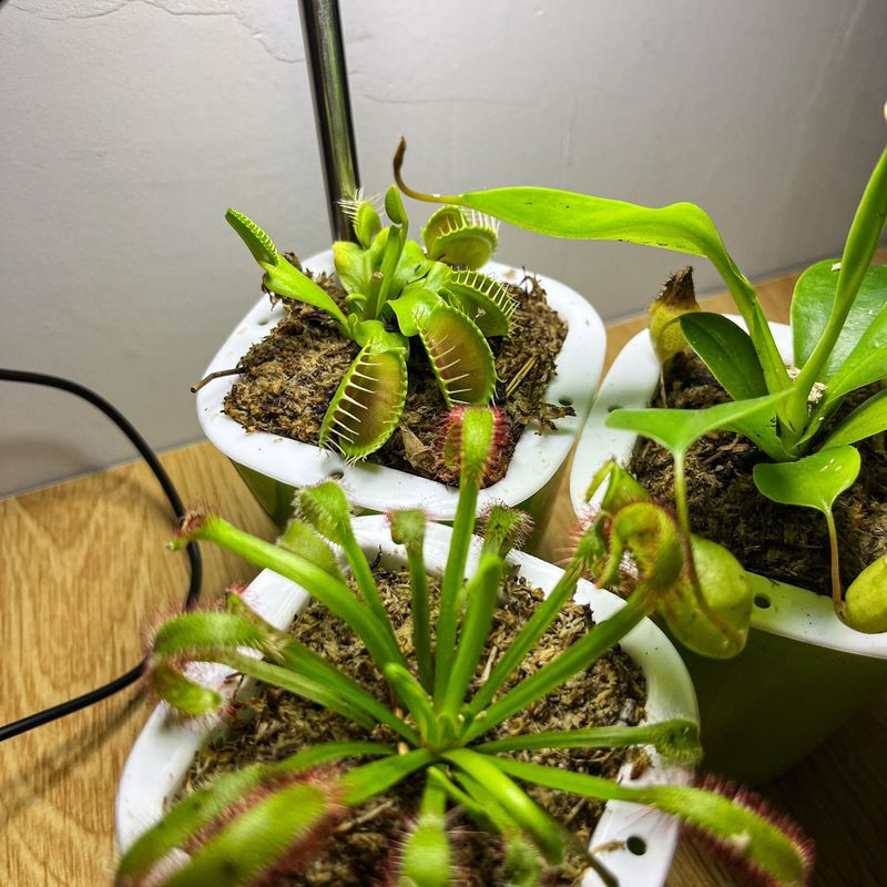 Full Spectrum Indoor Solar LED Plant Growth Lamp For Succulent Plants And Flowers Indoor Ground Mounted Retractable_voghion.com