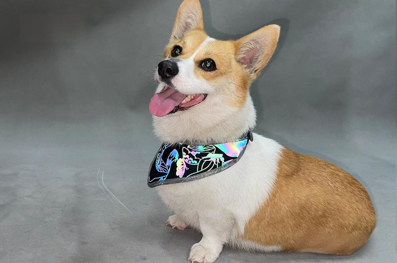 Pet Products Reflecterende sjaal voor huisdieren, hoge zichtbaarheid, verstelbare elastische halsband met drukknoopsluiting, regenboog reflecterende strepen, veilige zachte polyesterstof_voghion.com