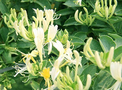 1 Pfund (454 Gramm) Kostbare Geißblattblüte, spezieller Kräutertee aus dem berühmten Himalaya_voghion.com