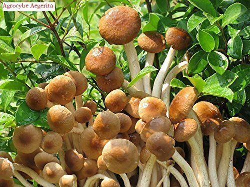 24 Unzen (680 Gramm) Köstlicher Pilz der Klasse A, getrocknet, Agrocybe Aegerita_voghion.com