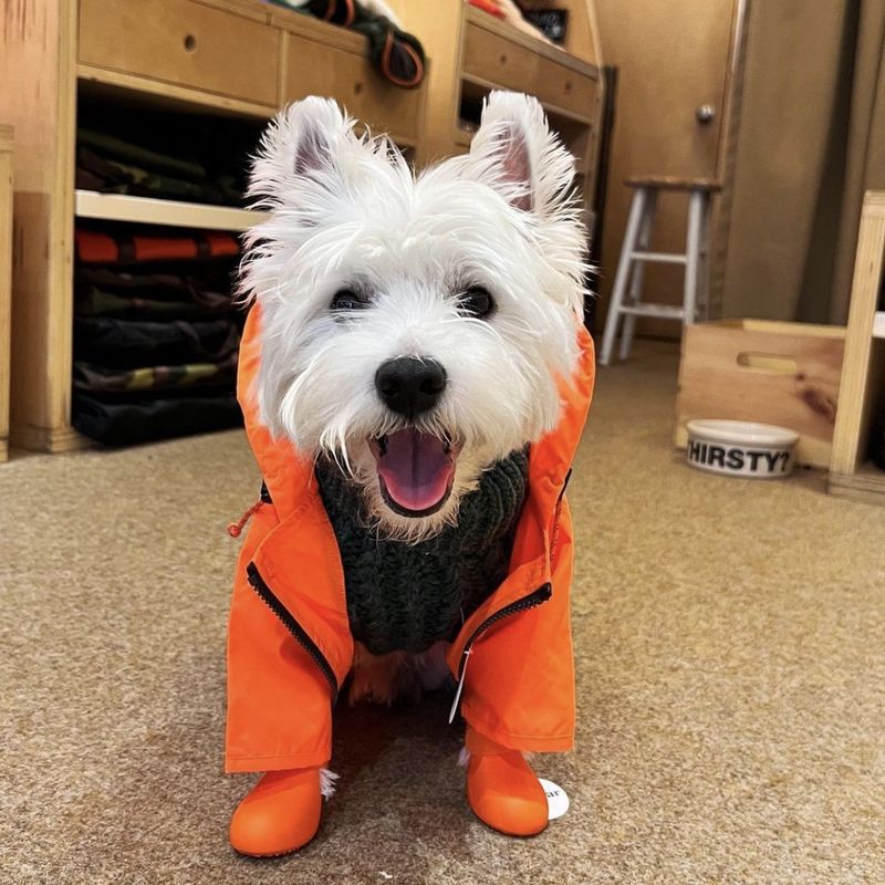 Windproof Pet Dog Water-Resistant Raincoat For Large Dogs Niche Rain Jacket Coat Windbreaker Outerwear_voghion.com