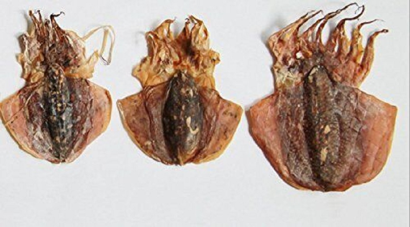 2 Pfund (908 Gramm) getrocknete Meeresfrüchte, kleine Tintenfische aus dem Südchinesischen Meer, Nanhai_voghion.com