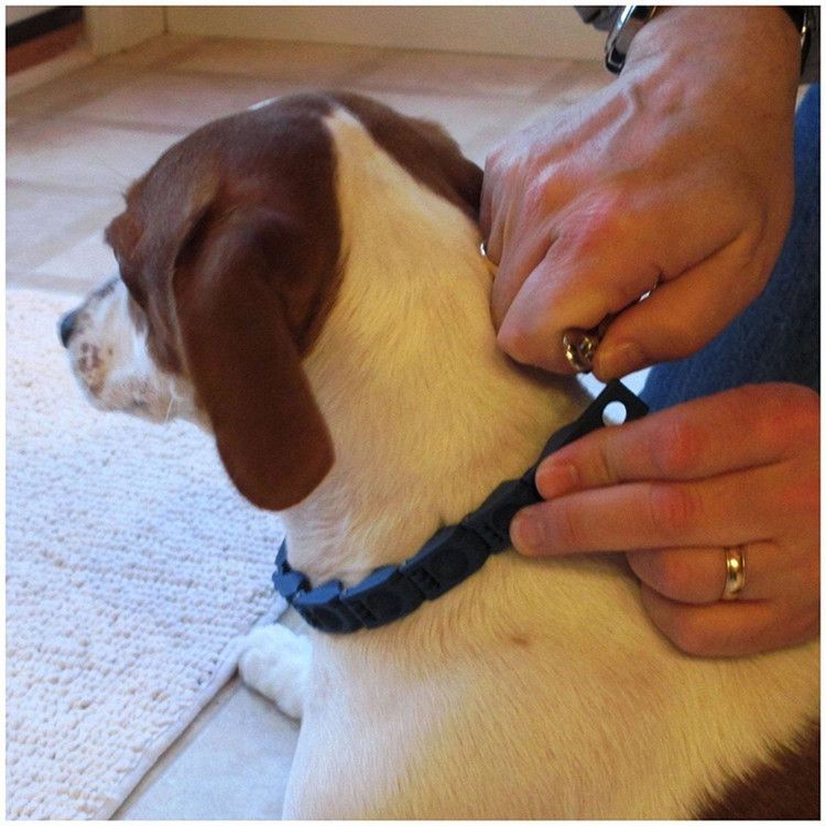 Pet Perfect Command Large Training Collar Dog Leash_voghion.com