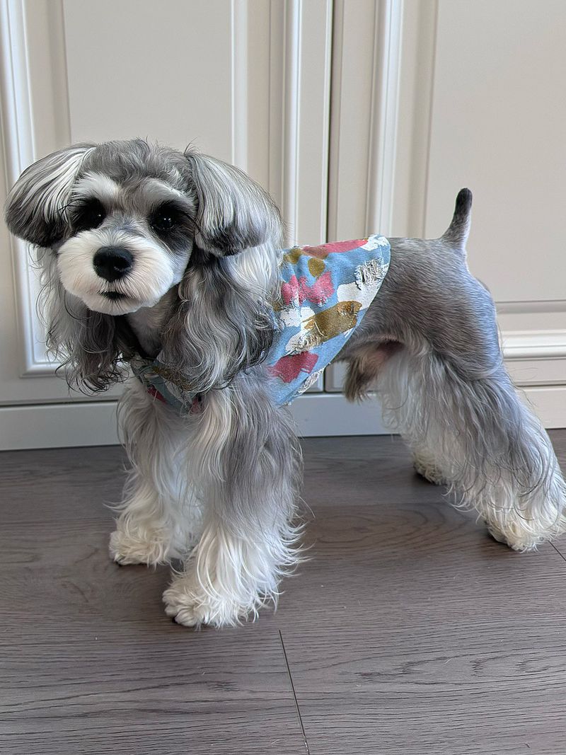 Produse pentru animale de companie Vesta pentru animale de companie Denim Vară Subțire Haine pentru cățeluș Teddy Bichon Corgi Maltese Câine mare Golden Retriever Pisică_voghion.com