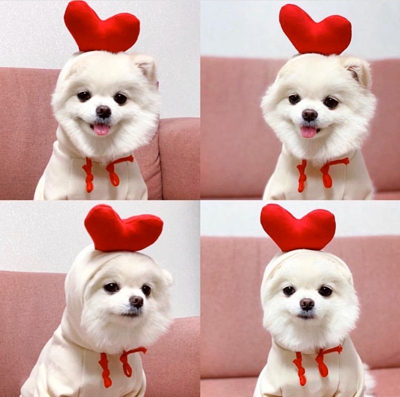 Trasformazione della frutta cane gatto cane di piccola e media taglia autunno e inverno gilet pile abbigliamento forniture pet Teddy metodo secchio produttori_voghion.com