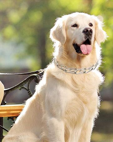 Collier de dressage réglable à griffes pour chiens, avec boucle à dégagement rapide, pour petits, moyens et grands chiens (avec deux maillons supplémentaires)_voghion.com