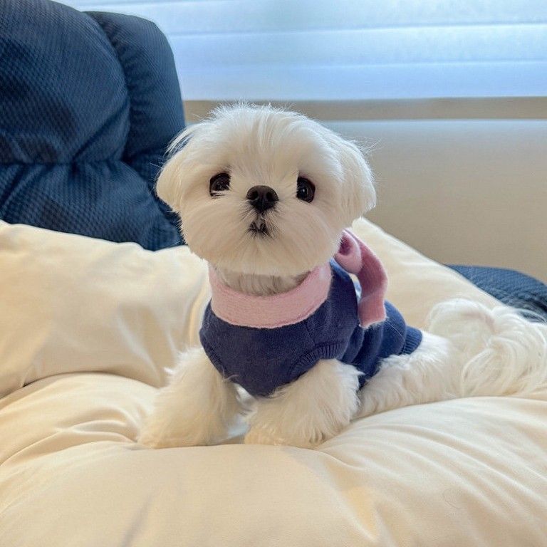 Pull tricoté chaud pour chien, automne et hiver, motif maltais, poméranien, schnauzer, vêtements pour chat_voghion.com