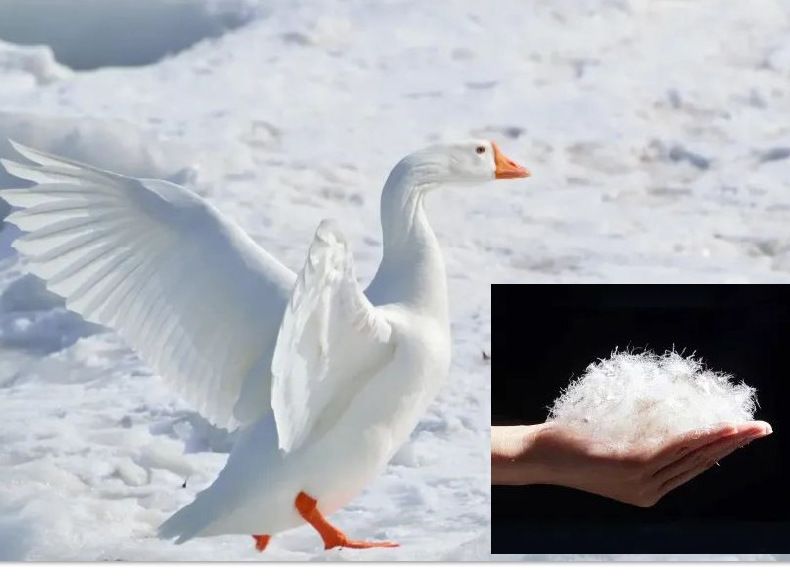 Men's Short Puffer Jacket With Hood - Lightweight & Warm Winter Coat, Water-Resistant Shell, 600+ Fill Power Duck Down, Breathable Lining_voghion.com