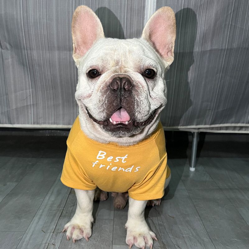 Maglietta girocollo per cani, carlino francese grasso, shar-pei inglese, bulldog inglese_voghion.com