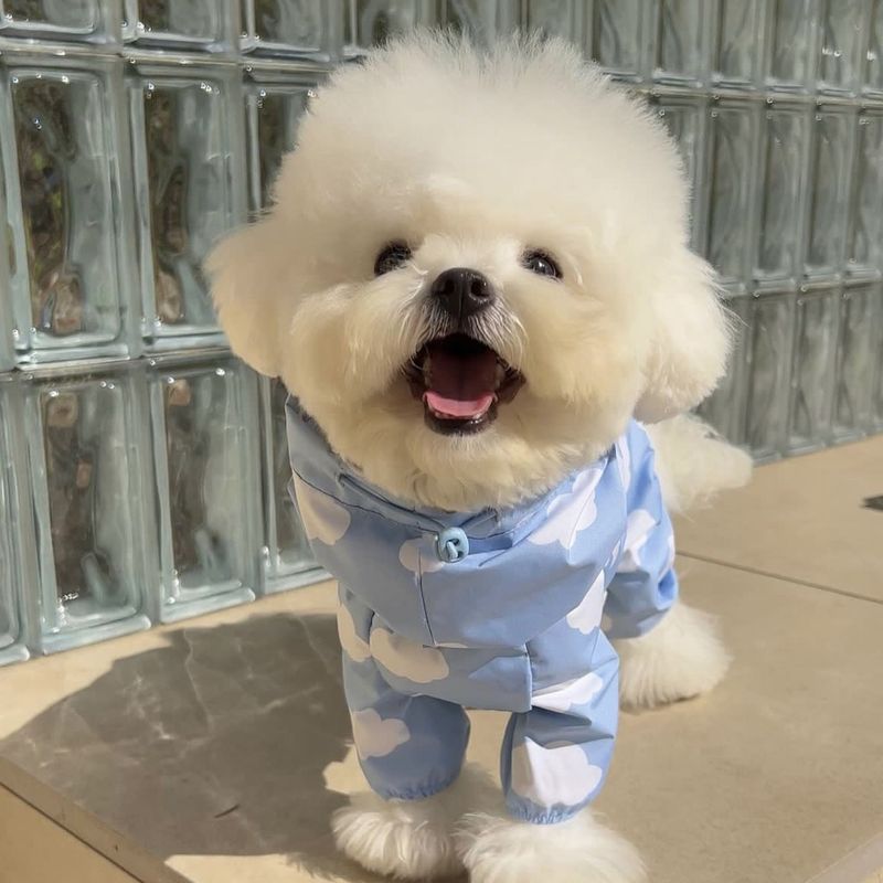 Capa de chuva impermeável com cobertura total para cães coreanos, poncho de chuva para cães pequenos e médios, pelúcia com capuz de quatro patas, bichon pet_voghion.com