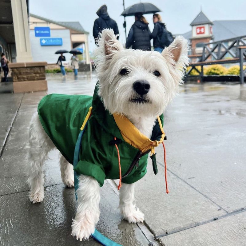 Windproof Pet Dog Water-Resistant Raincoat For Large Dogs Niche Rain Jacket Coat Windbreaker Outerwear_voghion.com