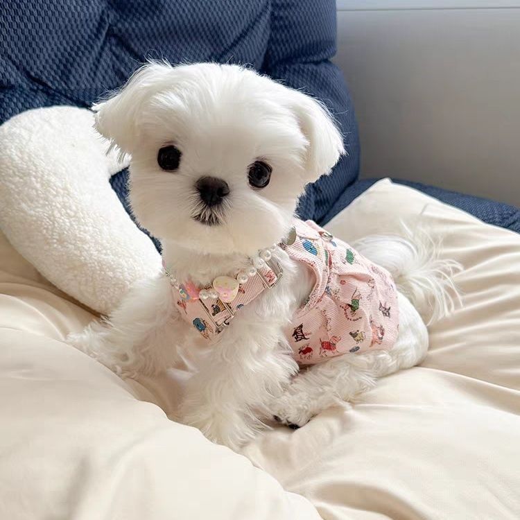 Pet Clothes Dog Spring Summer Suspender Dress With Leash For Small Dogs Yorkshire Bichon Maltese Cute_voghion.com