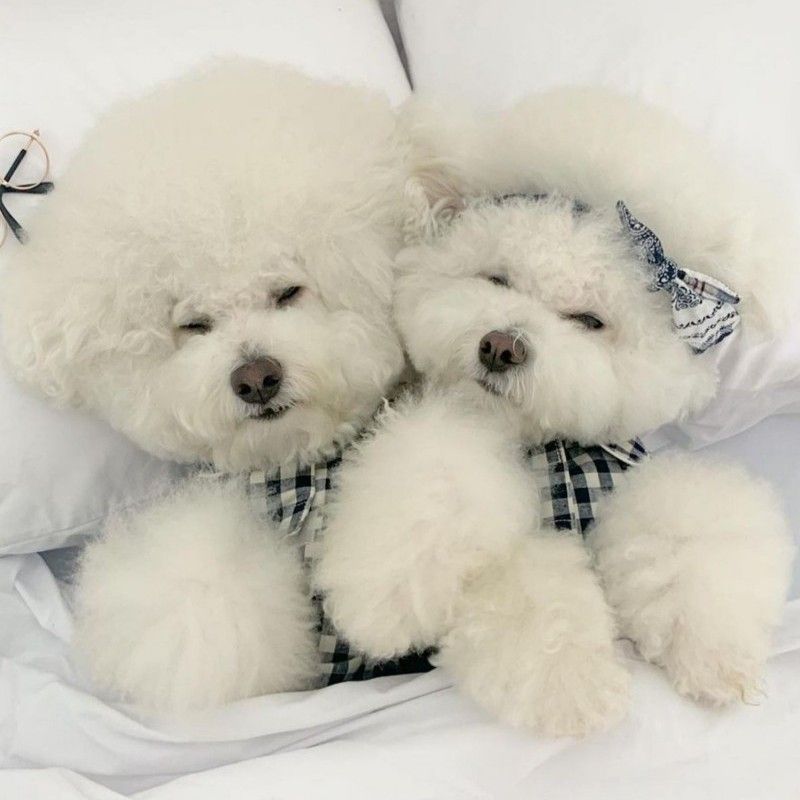 Koreanischer Stil Haustier Welpen Kätzchen Hund Pyjamas Teddy Bichon Schnauzer Pommerschen Chihuahua Kleidung Frühling Sommer Outfit_voghion.com