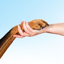 Collier de dressage réglable à griffes pour chiens, avec boucle à dégagement rapide, pour petits, moyens et grands chiens (avec deux maillons supplémentaires)_voghion.com