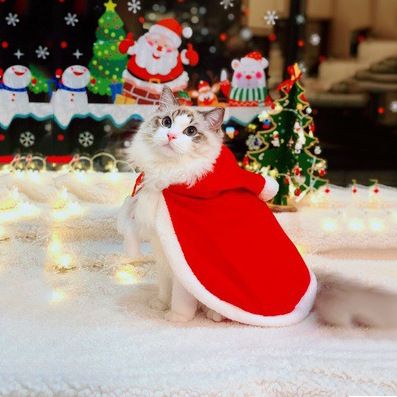 Vestiti creativi che trasformano il divertente mantello del gatto in un costume per animali domestici di Halloween_voghion.com