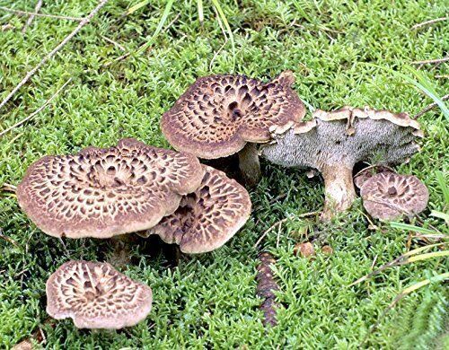 2 libras (908 gramos) de hongo seco Sarcodon aspratus de Yunnan, China_voghion.com