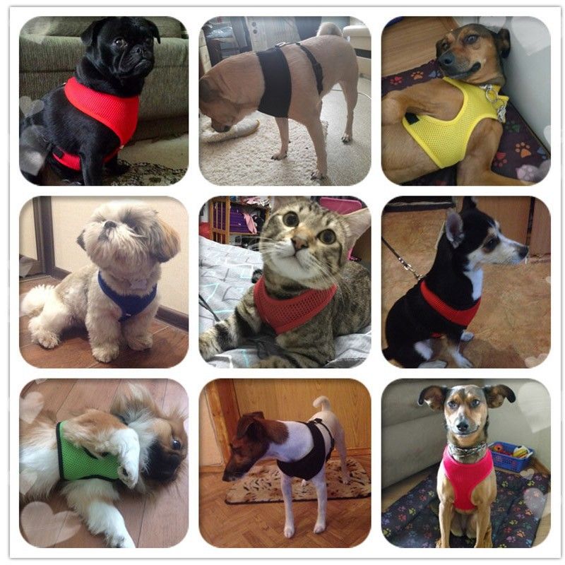 Pettorina per cani di piccola taglia, non dolorosa, con guinzaglio, per passeggiate e cuccioli_voghion.com