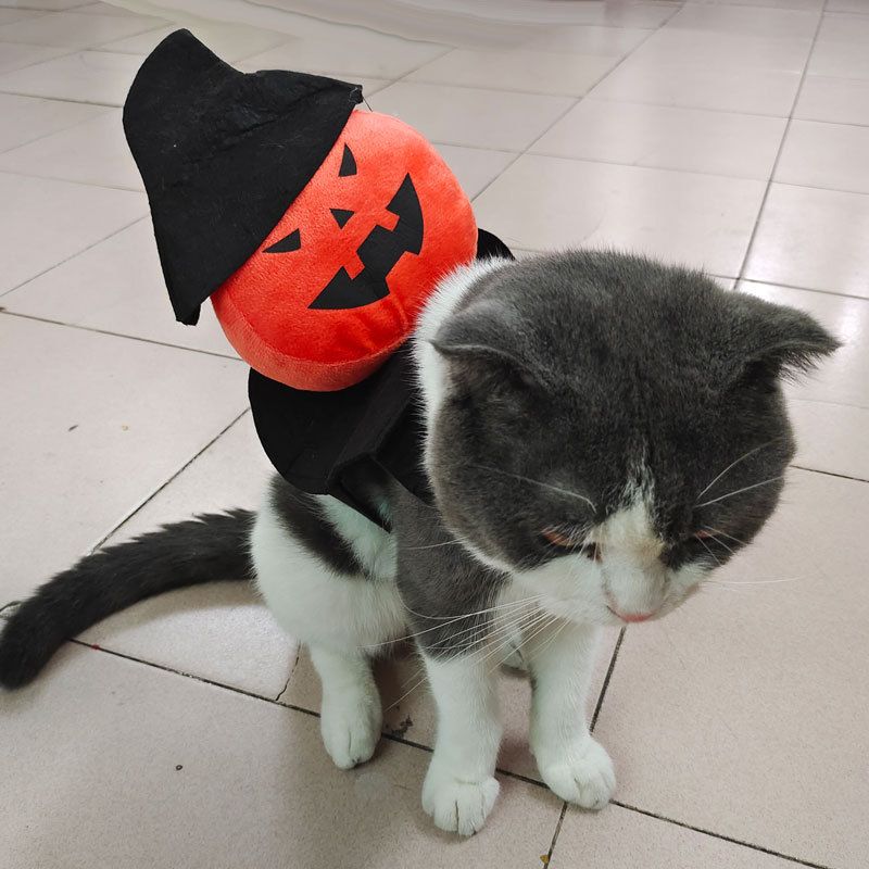 Yeni Evcil Hayvan Cadılar Bayramı Teddy Köpek Balkabağı Kostümü Korku Kedi Hayalet Binme Dönüşüm Kıyafeti_voghion.com