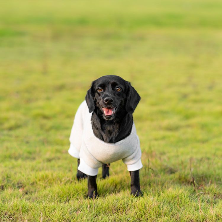 Ropa de verano para perros grandes y pequeños, gatos, bulldog francés, bichón, chaleco, vestido, pantalones de cuatro patas_voghion.com